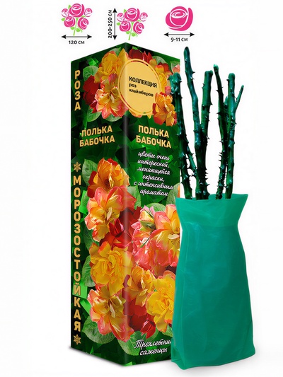 Саженец Роза клаймбер «Полька Бабочка», 1 шт., Весна 2026