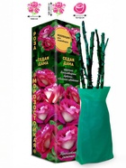 Саженец Роза Седая Дама Клаймбер, 1 шт. Весна 2026  (артикул 10920834)  большой выбор товаров оптом и в розницу по низким ценам с доставкой