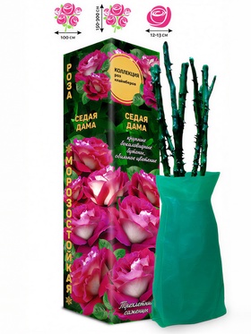 Саженец Роза клаймбер «Седая Дама», 1 шт., Весна 2026