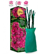 Саженец Роза Альберих Полиантовая 1 шт. Весна 2026  (артикул 10920841)  большой выбор товаров оптом и в розницу по низким ценам с доставкой