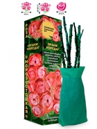 Саженец Роза Оранж Морсдаг Полиантовая, 1 шт. Весна 2026  (артикул 10920842)  большой выбор товаров оптом и в розницу по низким ценам с доставкой