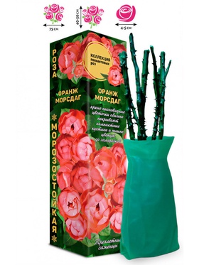 Саженец Роза полиантовая «Оранж Морсдаг», 1 шт., Весна 2026