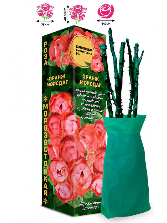 Саженец Роза полиантовая «Оранж Морсдаг», 1 шт., Весна 2026 - Фото 1
