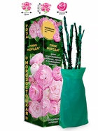 Саженец Роза Пинк Морсдаг Полиантовая, 1 шт. Весна 2026  (артикул 10920843)  большой выбор товаров оптом и в розницу по низким ценам с доставкой