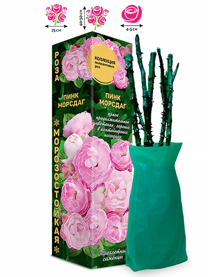 Саженец Роза полиантовая «Пинк Морсдаг», 1 шт., Весна 2026 - Фото 1