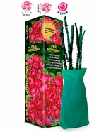 Саженец Роза Ред Морсдаг Полиантовая, 1 шт. Весна 2026  (артикул 10920844)  большой выбор товаров оптом и в розницу по низким ценам с доставкой