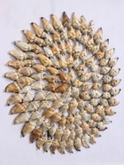 Панно «Композиция из ракушек», 45×3×45 см - фото 809305224