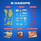 УЦЕНКА ЭВРИКИ Набор для опытов «Диномир», строение тела динозавра, тираннозавр 10951848