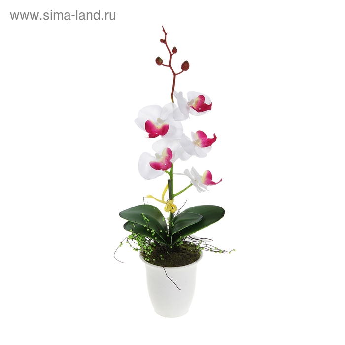 композиция в горшке 40*8 см орхидея бантик - Фото 1