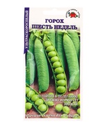 Семена Горох Шесть недель /Сотка/ 10 г/*250 - фото 809307065