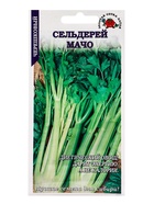Семена Сельдерей «Мачо», 0.5 г, черешковый, «Золотая Сотка Алтая» (комплект 3 шт) - фото 59848590