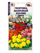 Семена Георгина Махровый карлик смесь /Сотка/ 0,2г/ h-25-30см d-5-6см/*1500 - Фото 1