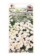 Семена Хризантема девичья «Снежный шар», белая, махровая, h – 30 см, d – 4 см, 0.05 г, «Золотая Сотка Алтая» (комплект 2 шт) - фото 60064354