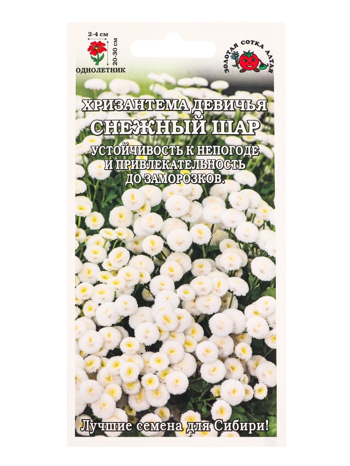 Семена Хризантема девичья «Снежный шар», белая, махровая, h – 30 см, d – 4 см, 0.05 г, «Золотая Сотка Алтая» - Фото 1