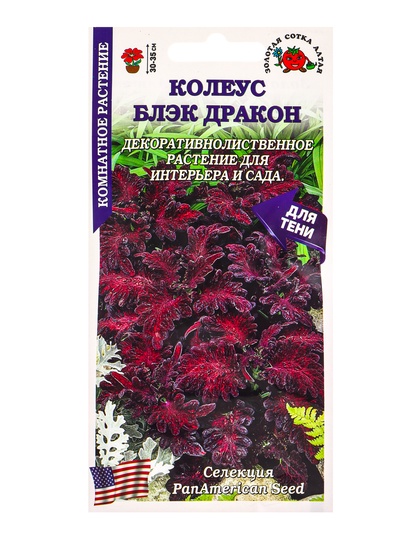 Семена Колеус «Блэк Дракон», 10 шт., комнатное, бордовое, «Золотая Сотка Алтая»