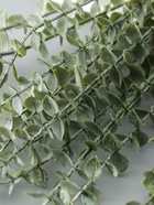 Цветы искусственные «Эвкалипт цинерия», h=53 см, зелёные - фото 60174111