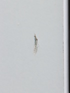 УЦЕНКА Шкаф навесной для ванной комнаты угловой «ПШ», 25×25×70 см 10956602 - фото 3916494