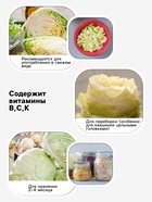 Семена Капуста «Атрия», F1, 10 шт., «Агросс»  (артикул 10943993)  большой выбор товаров оптом и в розницу по низким ценам с доставкой