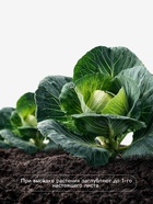 Семена Капуста «Надежда», 0.3 г, «Агросс»  (артикул 10944005)  большой выбор товаров оптом и в розницу по низким ценам с доставкой