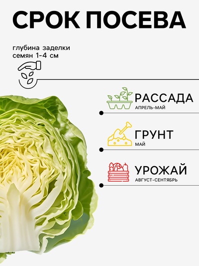 Семена Капуста «Вертю 1340», 0.3 г, «Агросс»
