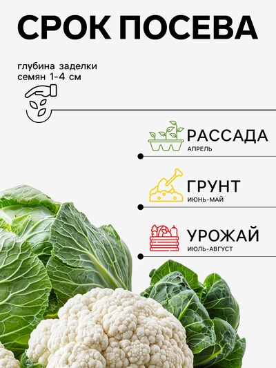 Семена Капуста цветная «Альфа» 0.3 г, «Агросс»