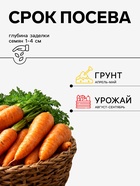 Семена Морковь «Шантенэ Королевская», 2 г, «Агросс» - Фото 2