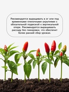 Семена Перец «Иоло Вондер», 0.15 г, «Агросс» (комплект 4 шт) - фото 67927897