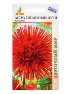Семена Астра «Гигантские Лучи», красная, 0.3 г, «Агросс» (комплект 4 шт) - фото 60872168