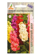 Семена Левкой гигант «Маттиола Седая», 0.2 г, «Агросс» (комплект 4 шт) - фото 60872288
