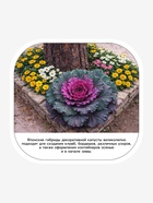 Семена Капуста декоративная «Нагойя», F1, 10 шт., «Агросс»  (артикул 10944478)  большой выбор товаров оптом и в розницу по низким ценам с доставкой