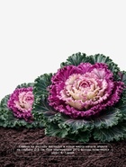 Семена Капуста декоративная «Нагойя», F1, 10 шт., «Агросс»  (артикул 10944478)  большой выбор товаров оптом и в розницу по низким ценам с доставкой