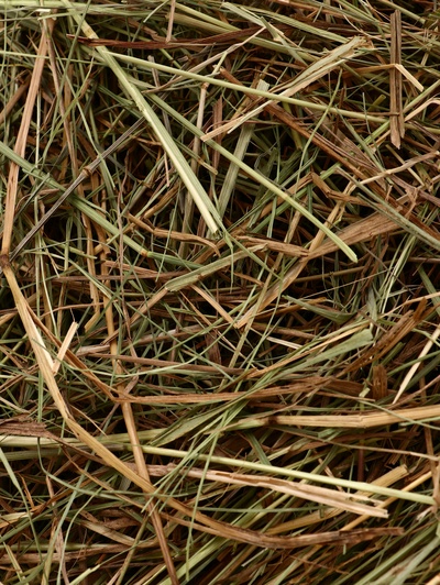 Сено луговое «Зверьё Моё», отборное, ароматное, зеленое, без пыли, 500 г