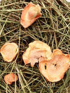 Сено луговое «Зверьё Моё», отборное, ароматное, зеленое, без пыли яблоко, морковь, 500 г - фото 60872438