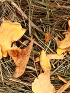 Сено луговое «Зверьё Моё», отборное, ароматное, зеленое, без пыли, тыква, 500 г - фото 60872442