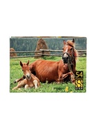 Пазл 54 эл. "Лошади. Символ года" МИКС (комплект 20 шт) - фото 60872569