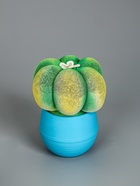 УЦЕНКА Растущий подарок травка Экоживчик «Кактус Астрофитум» МИКС 10956913