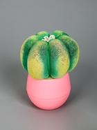 УЦЕНКА Растущий подарок травка Экоживчик «Кактус Астрофитум» МИКС 10956913