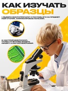 Набор для опытов «Набор микропрепаратов», овощи и зелень - Фото 3