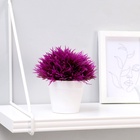 УЦЕНКА Бонсай "Цветная травка" 12 см, микс - Фото 1