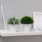 УЦЕНКА Бонсай "Цветная травка" 12 см, микс - Фото 3