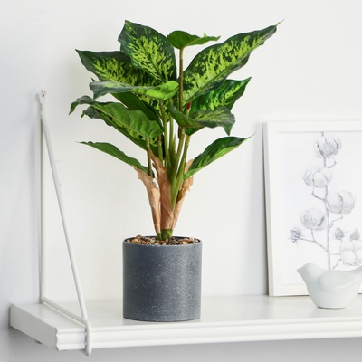 УЦЕНКА Бонсай в горшке «Диффенбахия пятнистая» 9×32 см