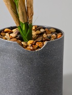 УЦЕНКА Бонсай в горшке «Диффенбахия пятнистая» 9×32 см - Фото 4