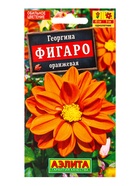 Семена цветов Георгина Фигаро махровая оранжевая , Ц/П,7 шт. - фото 61952398