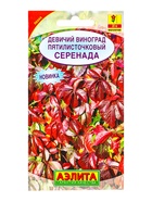 Семена цветов Девичий виноград Серенада Мн, Ц/П,10 шт. - фото 809345284