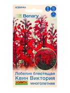 Семена цветов Лобелия многолетняя Квин Виктория Мн (драже в пробирке) Спецсерия Benary, Ц/П,7 шт. 10 - фото 809345466