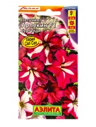 Семена цветов Петуния Арлекин Бургунди F1 крупноцветковая  (драже) С. Farao, Ц/П,5 шт. - фото 61952640