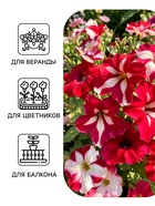 Семена цветов Петуния «Арлекин» F1, бургунди, крупноцветковая, драже, С. Farao, 5 шт. - Фото 3