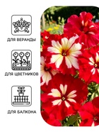 Семена цветов Петуния «Арлекин Роза» F1, крупноцветковая, драже, С. Farao, 5 шт. - Фото 3