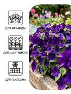 Семена цветов Петуния «БУУМ! Эйч Ди» F1, блю, многоцветковая, драже, 7 шт. - Фото 3