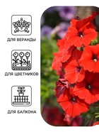 Семена цветов Петуния «Водопадия», F1, красная, драже в пробирке, 5 шт., «Агрофирма АЭЛИТА» - Фото 3